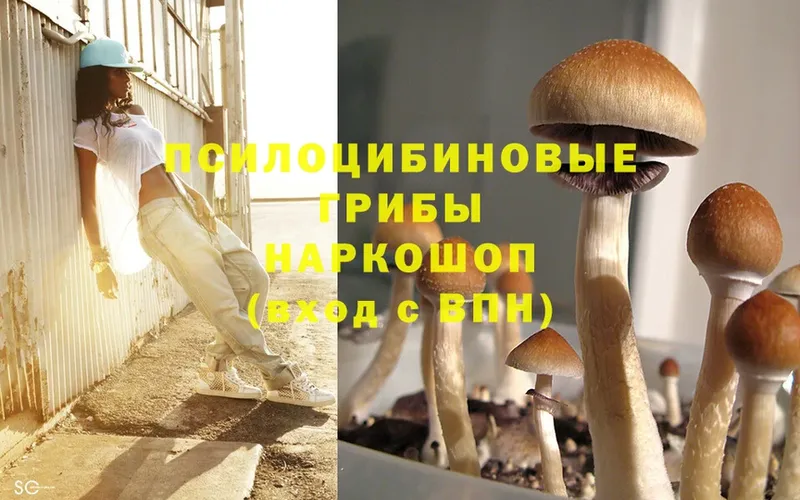 сколько стоит  Заволжье  Галлюциногенные грибы Cubensis 